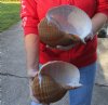 Two hand picked 7-1/2 inch Tonna Olearium, tun seashells (You are buying the shells shown) for $18