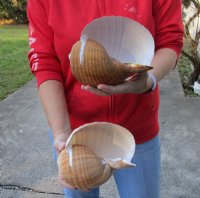 Two hand picked 7-1/4 and 7-3/4 inch Tonna Olearium, tun seashells (You are buying the shells shown) for $18