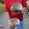 Two hand picked 7-1/4 and 7-3/4 inch Tonna Olearium, tun seashells (You are buying the shells shown) for $18