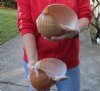 Two hand picked 6-3/4 inch Tonna Olearium, tun seashells (You are buying the shells shown) for $14