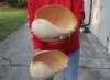 2 piece lot of Philippine crowned baler melon shells for sale 10-1/2 inches. Review all photos. You are buying this shell for $26