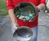2 pc Natural Green Abalone shells measuring 7 and 7-1/4 inches - You will receive the shells pictured for $24/lot