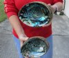 2 pc Natural Green Abalone shells measuring 7 and 7-1/4 inches - You will receive the shells pictured for $24/lot