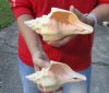 2 pc lot of Chank Shells, Turbinella angulata measuring 7-1/2 and 7-3/4 inches - You will receive the shells in the photo for $18/lot