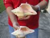 2 pc lot of Chank Shells, Turbinella angulata measuring 7-1/4 inches - You will receive the shells in the photo for $18/lot