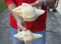 2 pc lot of Chank Shells, Turbinella angulata measuring 7-1/4 inches - For Sale for $18/lot
