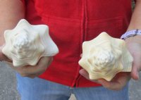 2 pc lot of Chank Shells, Turbinella angulata measuring 7-1/2 inches - You will receive the shells in the photo for $18/lot