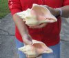 2 pc lot of Chank Shells, Turbinella angulata measuring 7-1/4 and 7-3/4 inches - You will receive the shells in the photo for $18/lot
