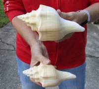 2 pc lot of Chank Shells, Turbinella angulata measuring 7 and 7-3/4 inches - Available for $18/lot
