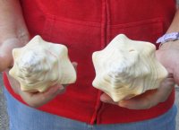 2 pc lot of Chank Shells, Turbinella angulata measuring 7 and 7-3/4 inches - Available for $18/lot