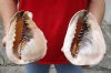 2 piece lot of Queen Helmet Shells, 6-1/4 and 6-3/4 inches  for seashell decor - You are buying the shells shown for $17/lot