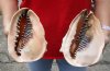 2 piece lot of Queen Helmet Shells, 6-1/2 and 6-3/4 inches  for seashell decor - You are buying the shells shown for $17/lot