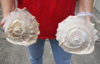 2 piece lot of Queen Helmet Shells, 6-1/2 and 6-3/4 inches  for seashell decor - You are buying the shells shown for $17/lot