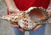 #2 Grade Caribbean Triton seashell (holes) 9-1/4 inches long - (You are buying the discounted/damaged shell pictured) for $18
