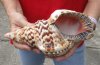 #2 Grade Caribbean Triton seashell (holes) 9 inches long - (You are buying the discounted/damaged shell pictured) for $18