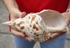 #2 Grade Caribbean Triton seashell (cracked and cut edge) 9 inches long - (You are buying the discounted/damaged shell pictured) for $18