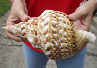 #2 Grade Caribbean Triton seashell (cut edge) 10 inches long - (You are buying the discounted/damaged shell pictured) for $25