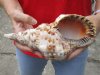 #2 Grade Caribbean Triton seashell (holes) 9 inches long - (You are buying the discounted/damaged shell pictured) for $18