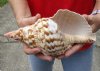 #2 Grade Caribbean Triton seashell (cut edge) 9-1/2 inches long - (You are buying the discounted/damaged shell pictured) for $18