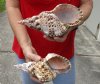 2 pc lot of #2 Grade Caribbean Triton seashell (cut edge, holes and calcium) 8-1/2 inches long - (You are buying the discounted/damaged shells pictured) for $20/lot