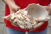 #2 Grade Caribbean Triton seashell (cut edge) 9 inches long - (You are buying the discounted/damaged shell pictured) for $18
