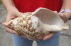 #2 Grade Caribbean Triton seashell (cut edge) 9-1/4 inches long - (You are buying the discounted/damaged shell pictured) for $18