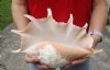 12-1/2 inch giant spider conch shell for decorating - you are buying the one pictured for $13