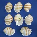 Wholesale 4 to 4-1/2 inch Banded Tun Shells Tonna Sulcosa, large shells for hermit crabs; Packed: 12 pcs @ $2.00 each 