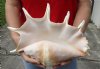 12 inch giant spider conch shell for decorating - you are buying the one pictured for $13