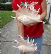 2 pc lot of 12 inch giant spider conch shell for decorating - you are buying the one pictured for $23/lot