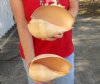 2 piece lot of Philippine crowned baler melon shells for sale 8-1/2 inches. Review all photos. You are buying these shells for $14/lot