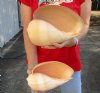 2 piece lot of Philippine crowned baler melon shells for sale 9-1/4 and 9-1/2 inches. Review all photos. You are buying these shells for $18/lot