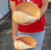 2 piece lot of Philippine crowned baler melon shells for sale 9-1/4 and 9-3/4 inches. Review all photos. You are buying these shells for $18/lot