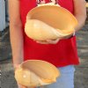 2 piece lot of Philippine crowned baler melon shells for sale 8-1/4 inches. Review all photos. You are buying these shells for $14/lot
