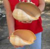 2 piece lot of Philippine crowned baler melon shells for sale 8 and 8-3/4 inches. Review all photos. You are buying these shells for $14/lot