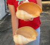 2 piece lot of Philippine crowned baler melon shells for sale 9 and 9-1/2 inches. Review all photos. You are buying these shells for $18/lot