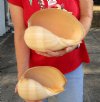 2 piece lot of Philippine crowned baler melon shells for sale 9 and 9-3/4 inches. Review all photos. You are buying these shells for $18/lot