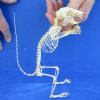Plantain Squirrel Skeleton (Callosciurus notatus) from Indonesia. The squirrel is holding an acorn and measures approximately 7-1/2 inches tall and 5-1/2 wide - You are buying the squirrel skeleton in the photo for $78