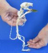 Plantain Squirrel Skeleton (Callosciurus notatus) from Indonesia. The squirrel is holding an acorn and measures approximately 8-3/4 inches tall and 4-1/2 wide - You are buying the squirrel skeleton in the photo for $78