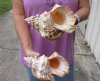 2 giant frog shells for sale, bursa bubo, 8 and 8-1/4 inches, review all photos. you are buying these 2 shells for $18/lot