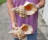 2 giant frog shells for sale, bursa bubo, 8 and 8-1/4 inches, review all photos. you are buying these 2 shells for $18/lot