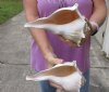 2 pc lot of Left-Handed Lightning Whelks measuring 8-1/4 and 8-3/4 inches - You will receive the shells in the photo for $23/lot