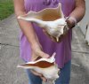 2 pc lot of Left-Handed Lightning Whelks measuring 7-1/4 inches - You will receive the shells in the photo for $18/lot