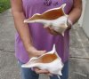 2 pc lot of Left-Handed Lightning Whelks measuring 7-1/4 and 7-1/2 inches - You will receive the shells in the photo for $18/lot