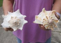 Available for Sale - 2 pc lot of Left-Handed Lightning Whelks measuring 7-1/4 and 7-3/4 inches for $18/lot