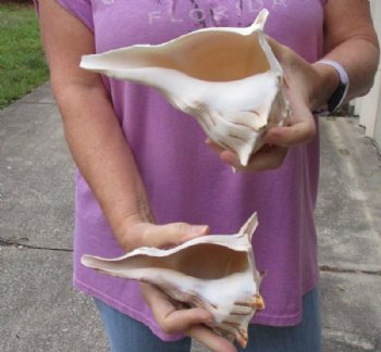 2 pc lot of Left-Handed Lightning Whelks measuring 7-1/4 and 7-3/4 inches - For Sale for $18/lot