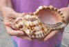 Caribbean Triton seashell 8 inches long - (You are buying the shell pictured) for $15