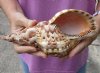 Caribbean Triton seashell 8-3/4 inches long - (You are buying the shell pictured) for $15