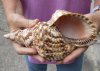 Caribbean Triton seashell 8-1/2 inches long - (You are buying the shell pictured) for $15