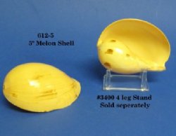 5" Wholesale Melo Melo Indian volute shells - 6 pcs @ $1.50 each; 48 pcs @ $1.35 each